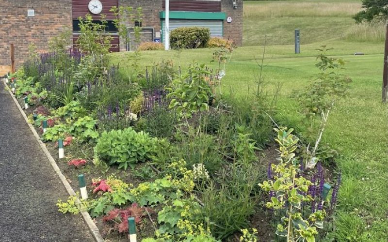 Planting and new path parallel to patio